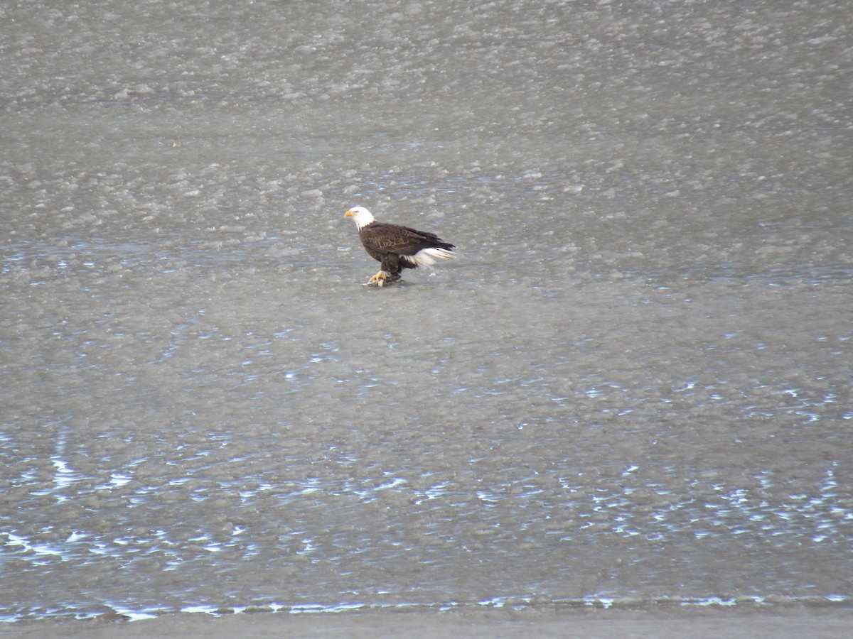 Bald Eagle - ML650499332