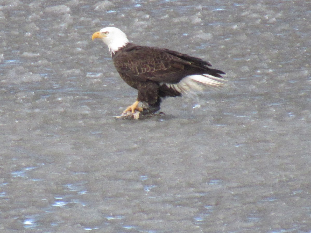 Bald Eagle - ML650499335