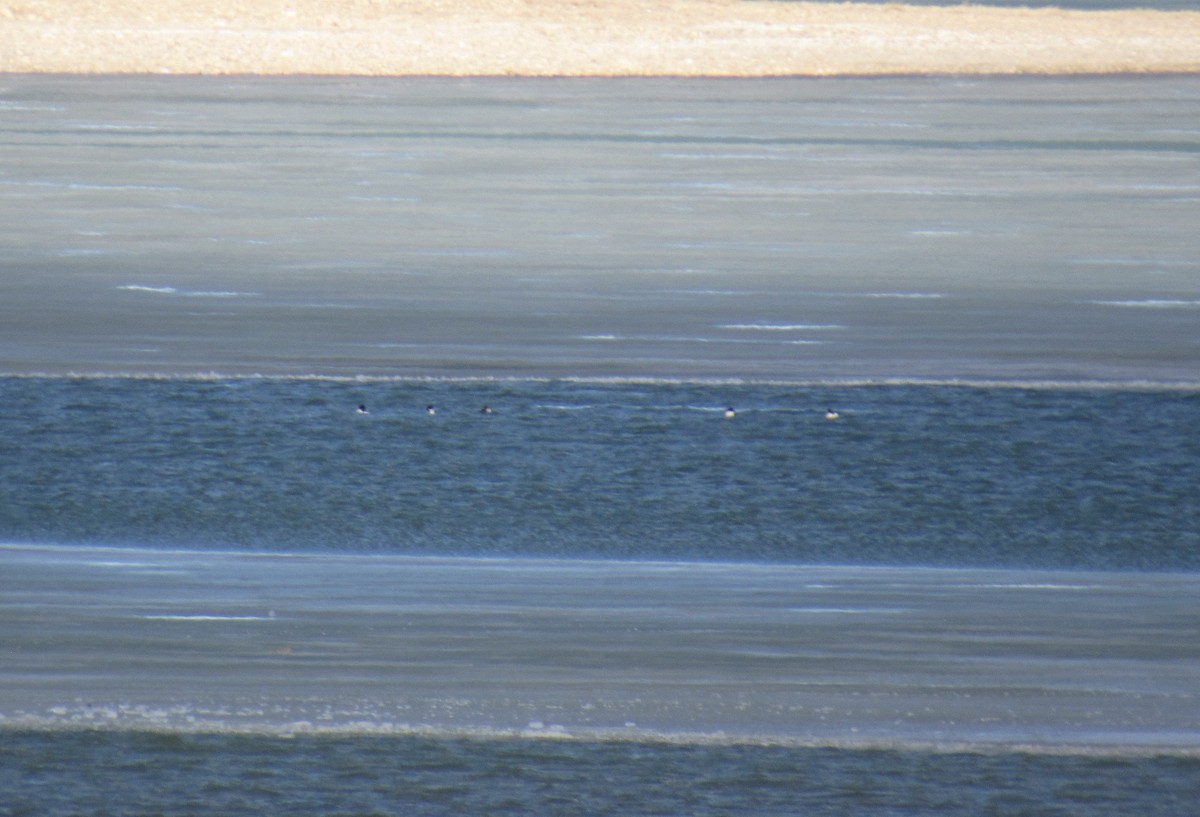 Anatinae sp. - ML650499344