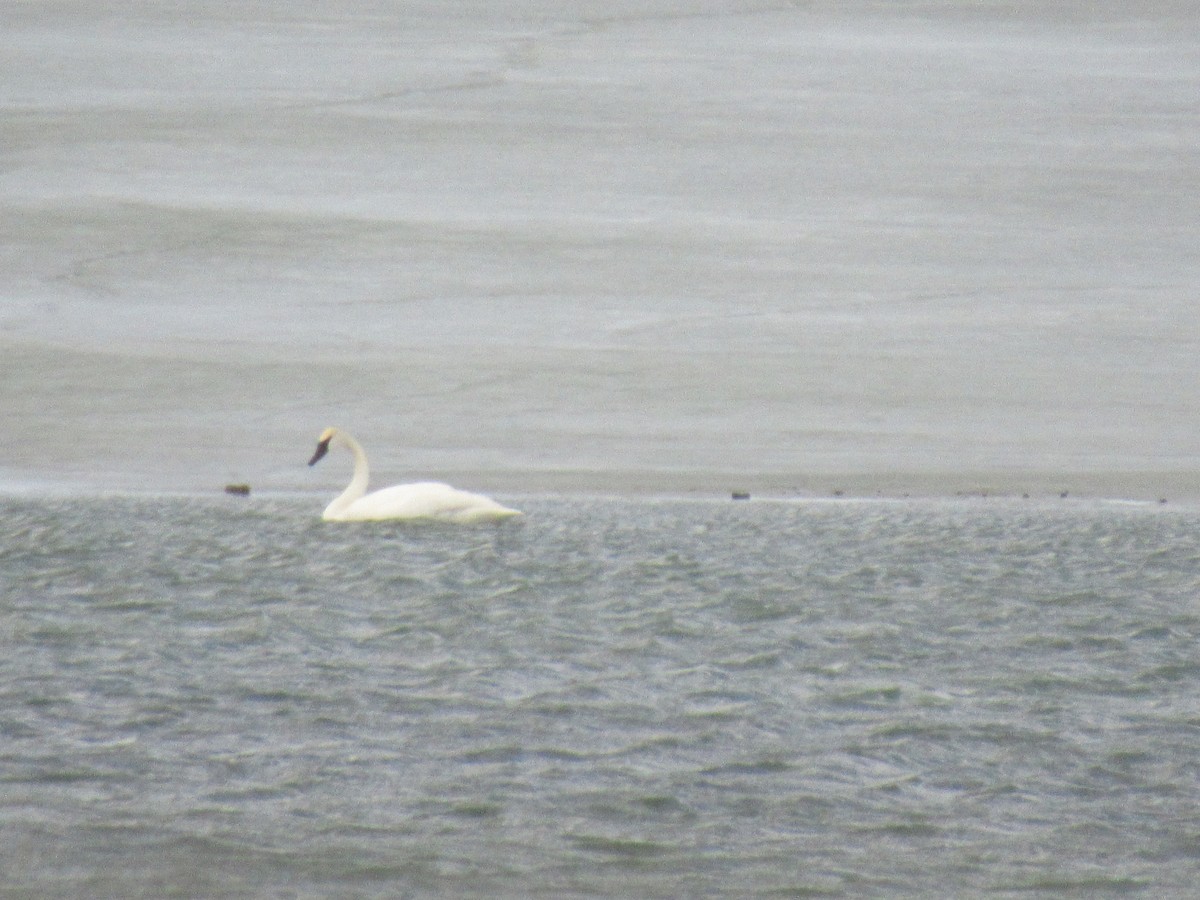 Trumpeter Swan - ML650499361