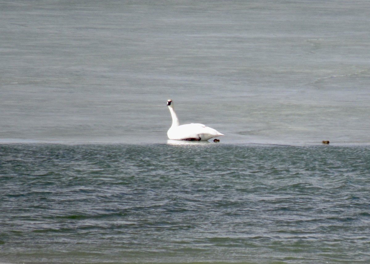 Trumpeter Swan - ML650499368