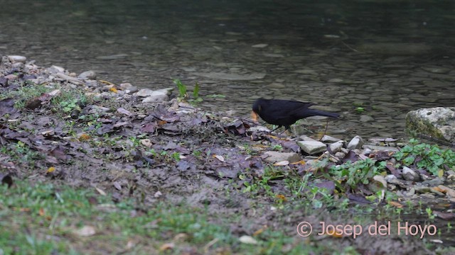 Eurasian Blackbird - ML650499371