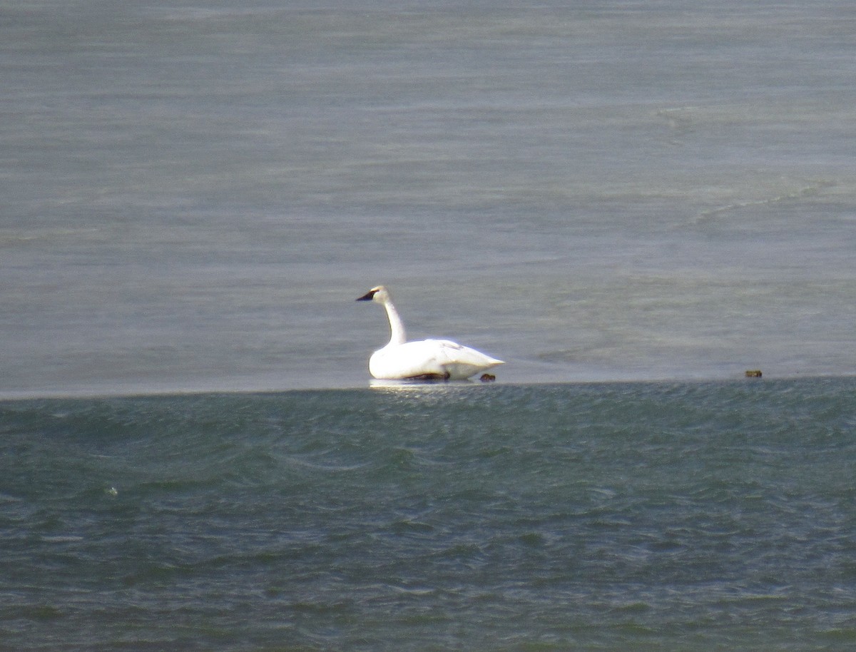 Trumpeter Swan - ML650499376