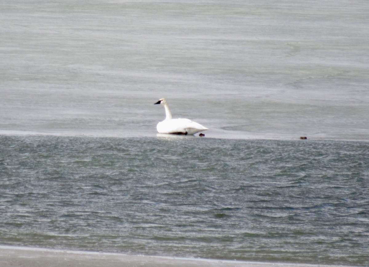 Trumpeter Swan - ML650499380