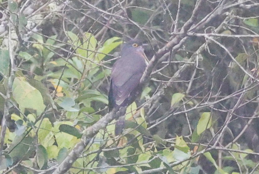 Dark Hawk-Cuckoo - ML650499558