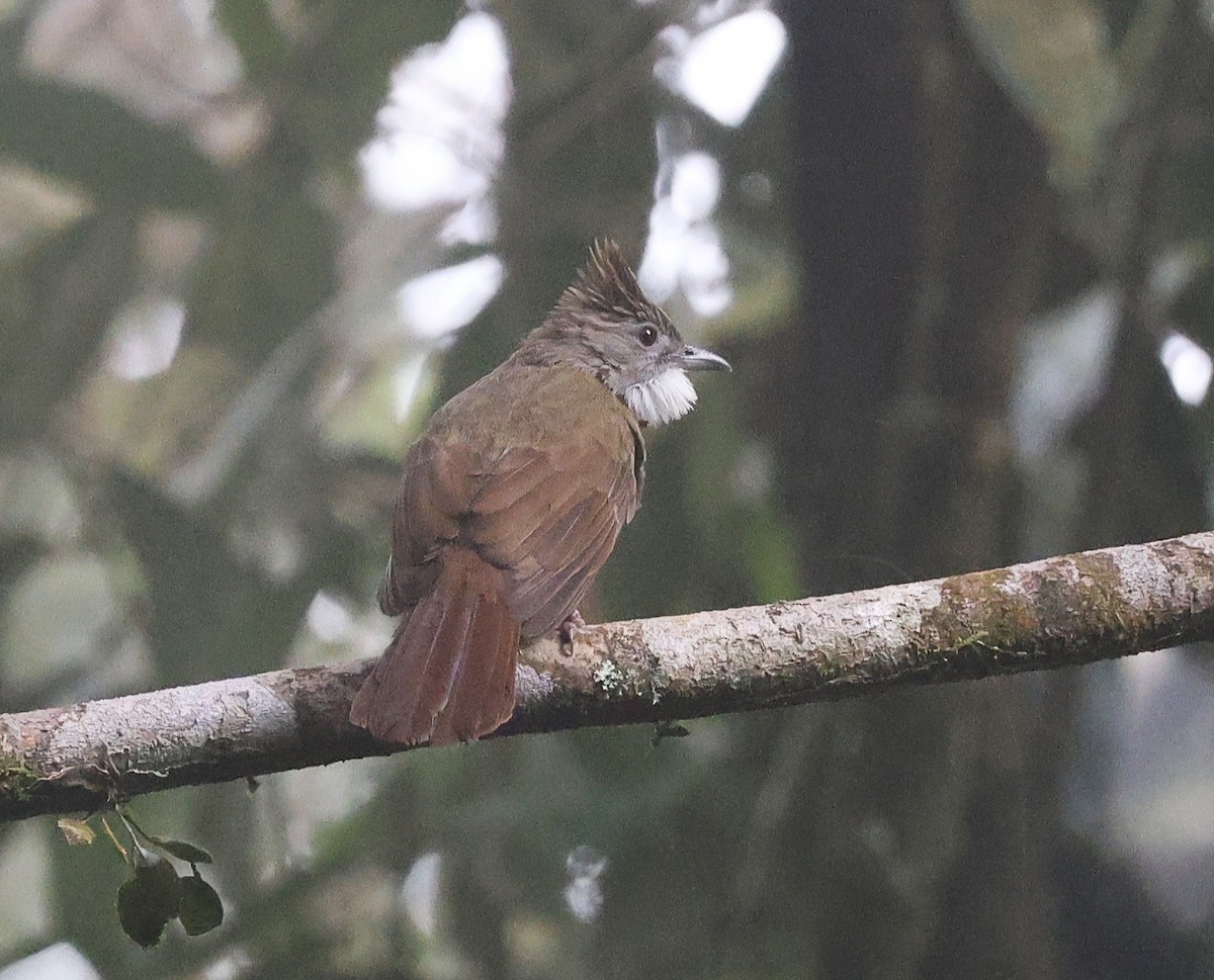 Penan Bulbul - ML650499571