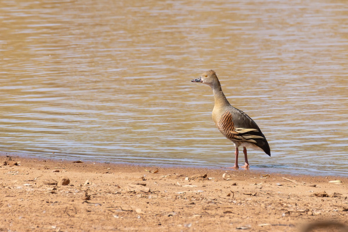Plumed Whistling-Duck - ML650499590