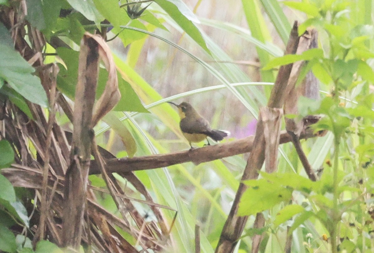 Ornate Sunbird - ML650499598