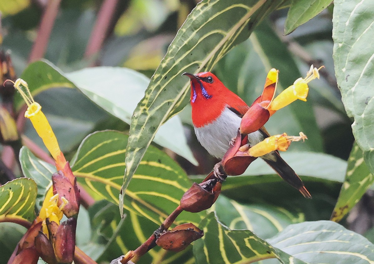 Temminck's Sunbird - ML650499617