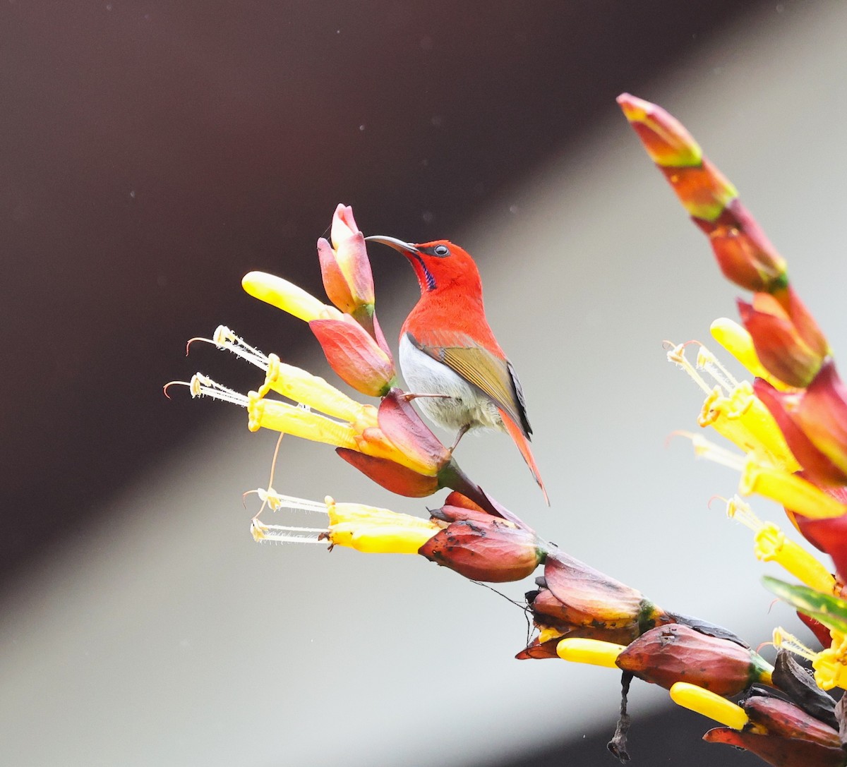 Temminck's Sunbird - ML650499618