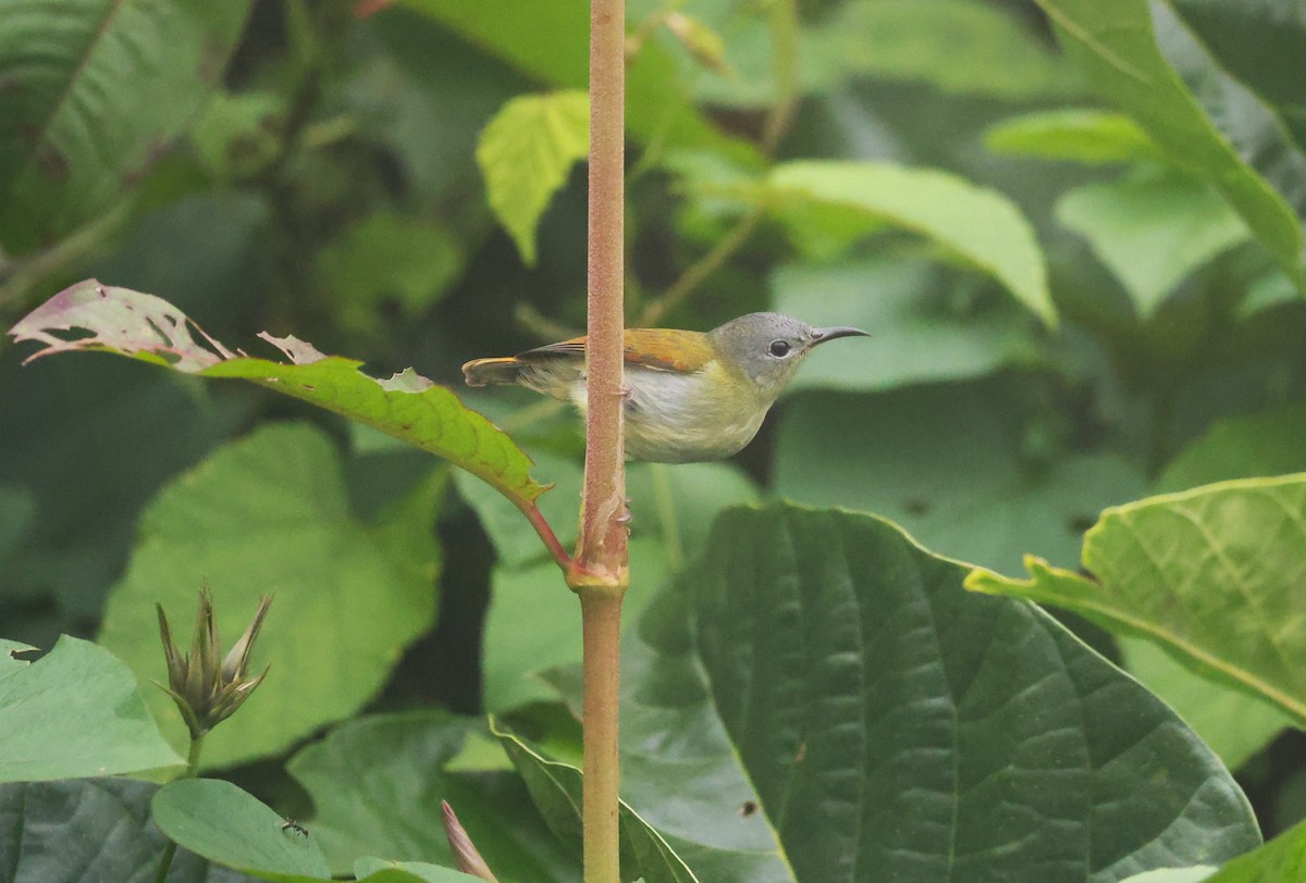 Temminck's Sunbird - ML650499619