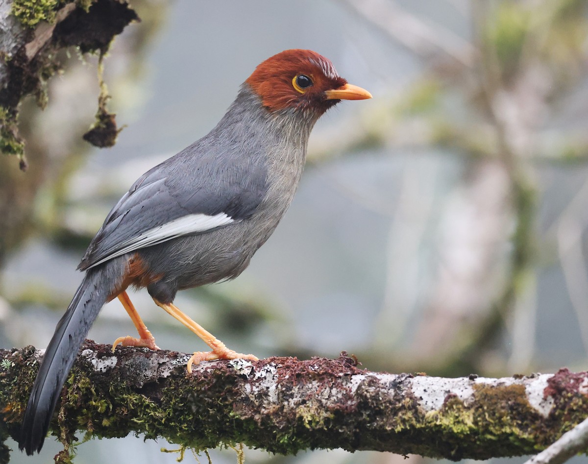 Chestnut-hooded Laughingthrush - ML650499666