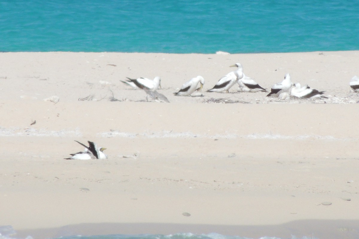 Maskentölpel - ML650499767