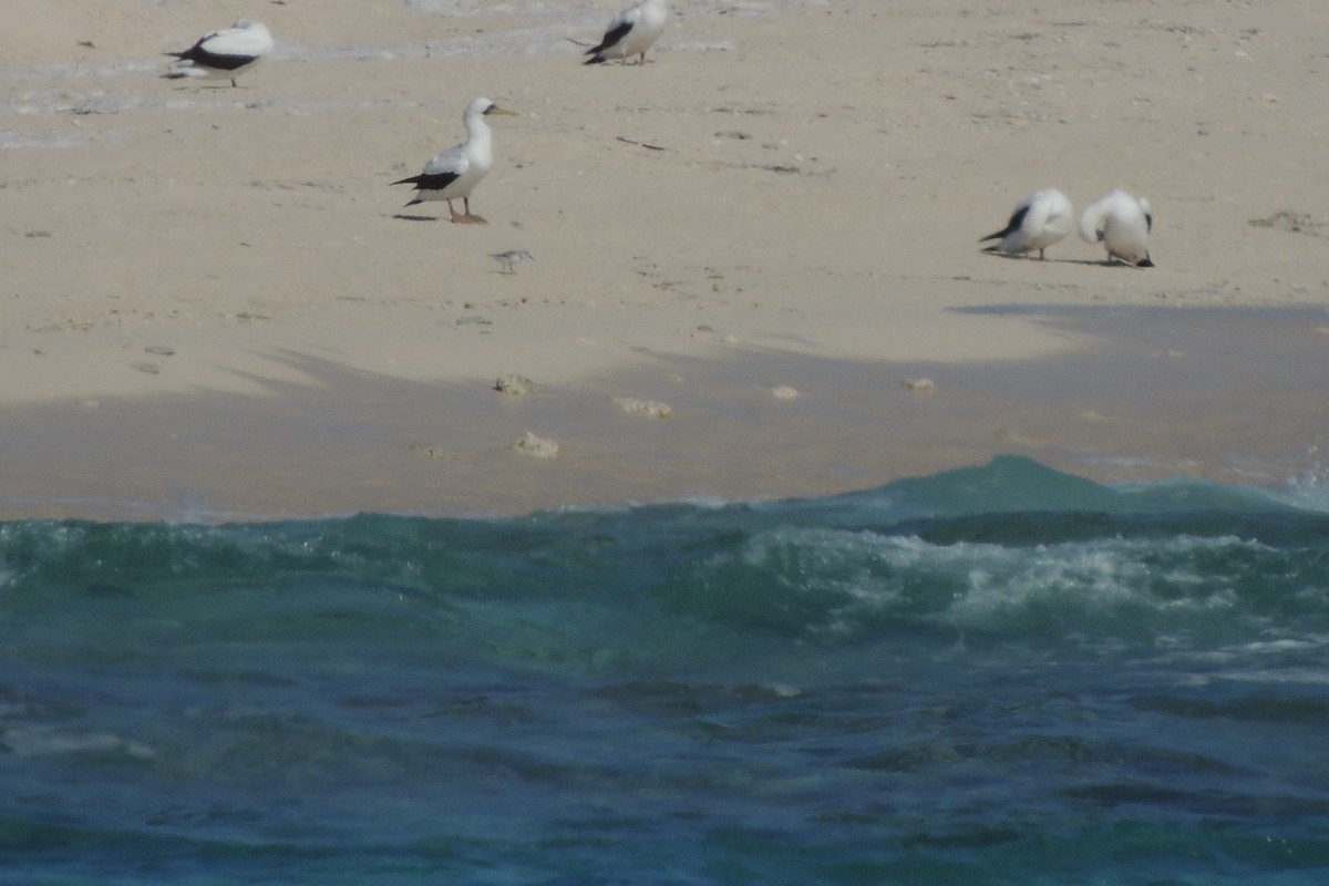 Maskentölpel - ML650499768