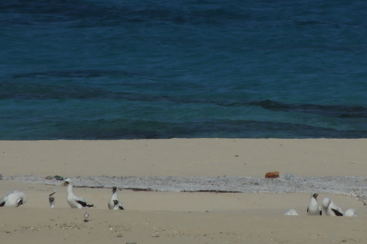 Maskentölpel - ML650499769