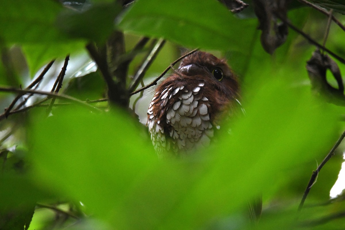 Podarge à tête grise - ML650499837