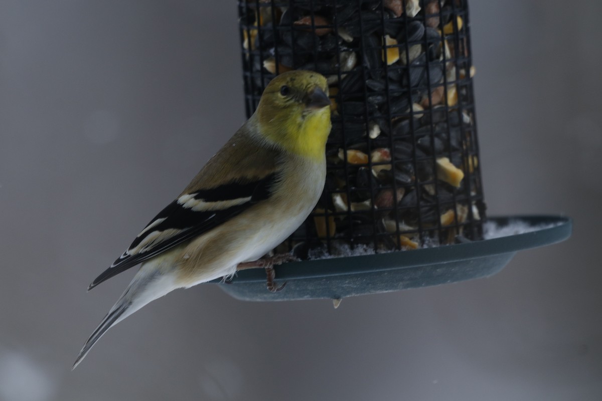 オウゴンヒワ - ML650499865