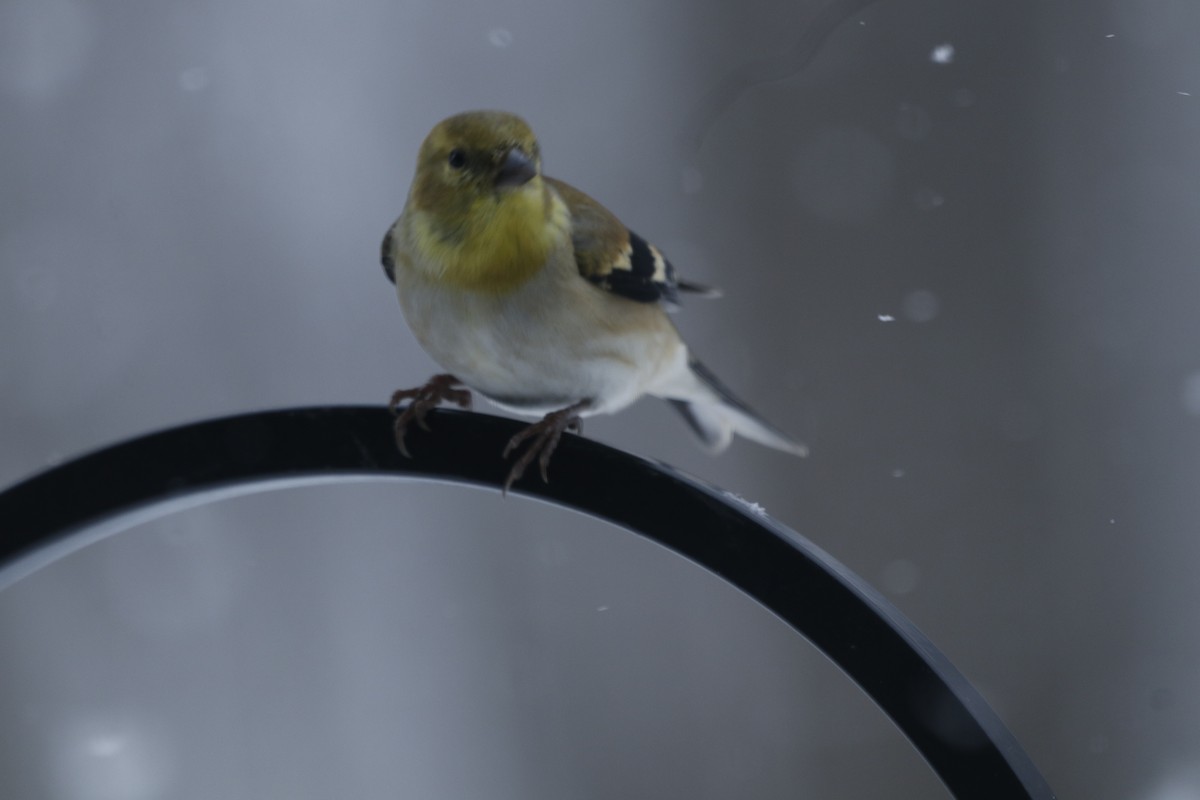 オウゴンヒワ - ML650499866