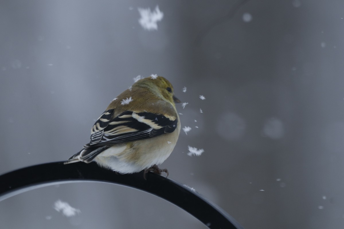 オウゴンヒワ - ML650499867