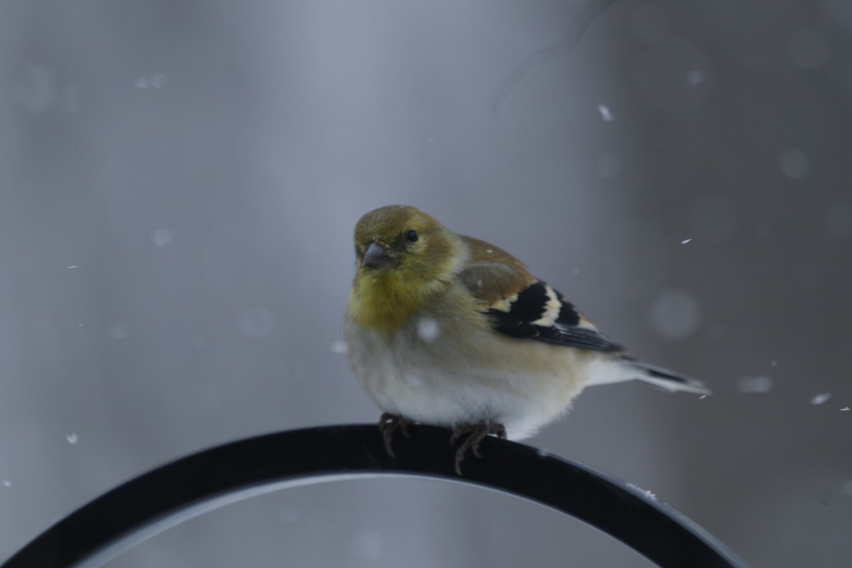 オウゴンヒワ - ML650499868