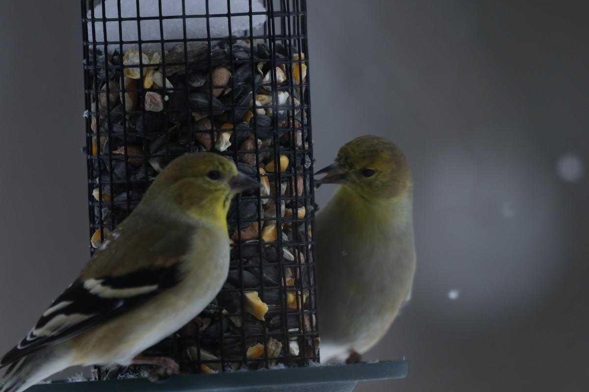 オウゴンヒワ - ML650499869