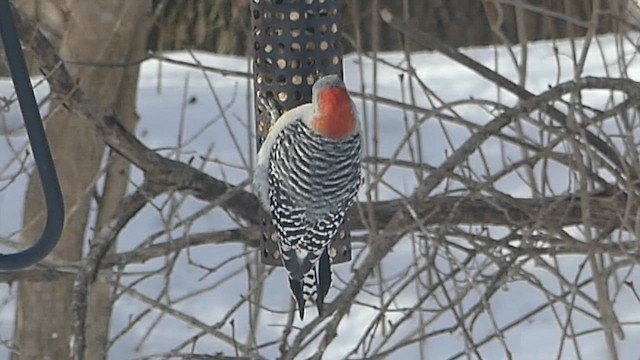 Red-bellied Woodpecker - ML650499965