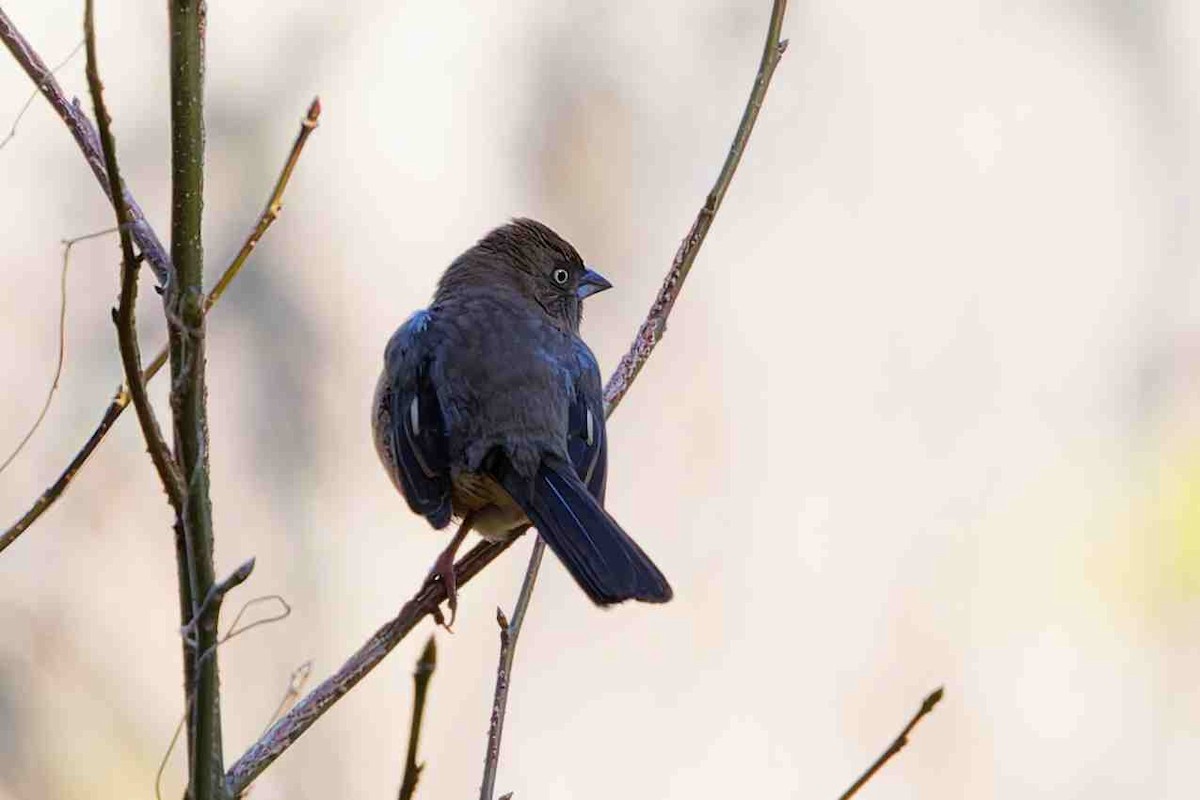 Красноглазый тохи - ML650500037