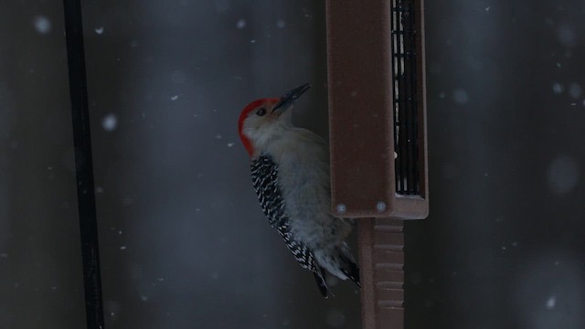 シマセゲラ - ML650500043