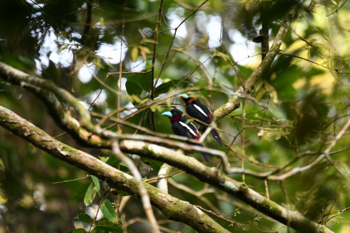 Eurilaimo Rojinegro - ML650500085