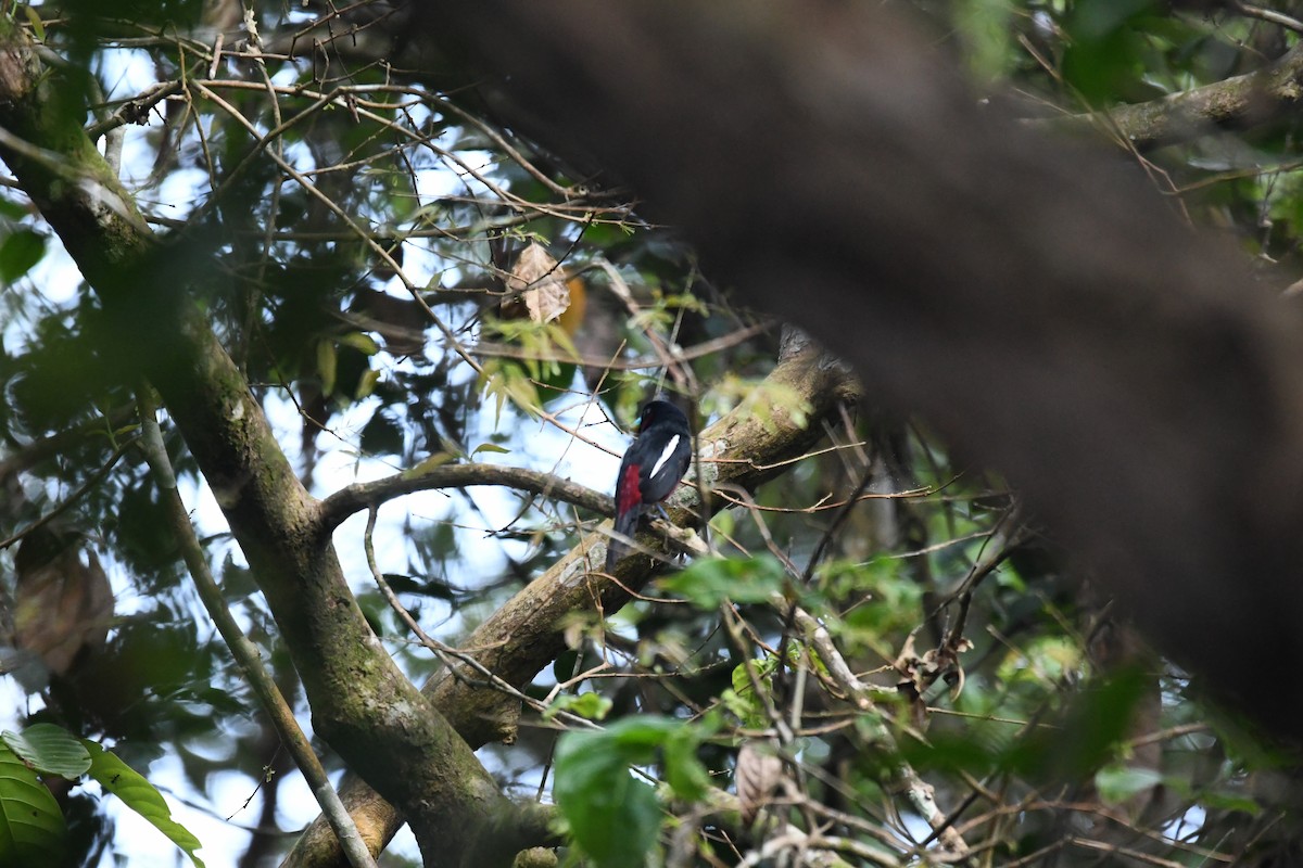 Eurilaimo Rojinegro - ML650500086