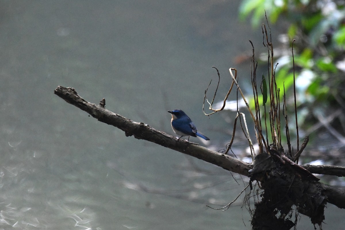 Papamoscas Malayo - ML650500104