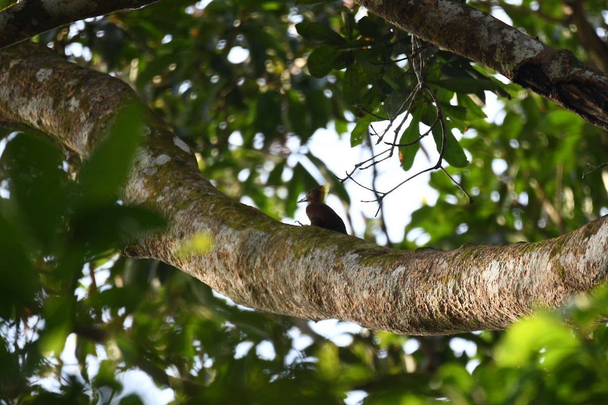 Pito Gargantilla - ML650500131