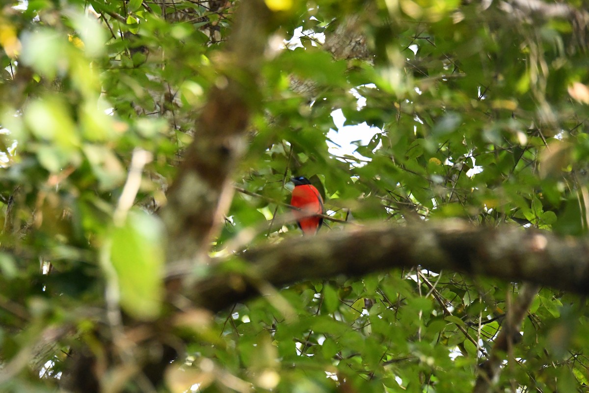 Trogón Culirrojo - ML650500144