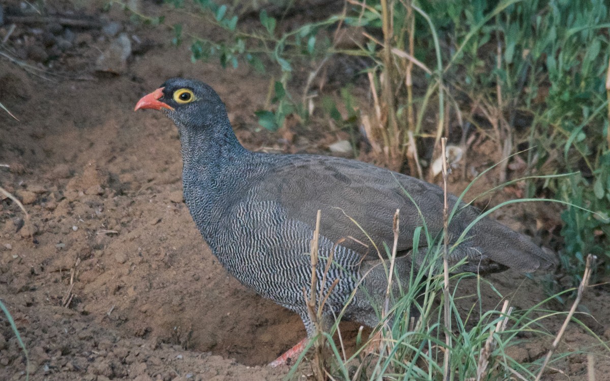 Red-billed Spurfowl - ML650500160