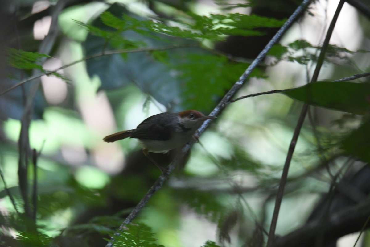 Sastrecillo Colirrufo - ML650500171