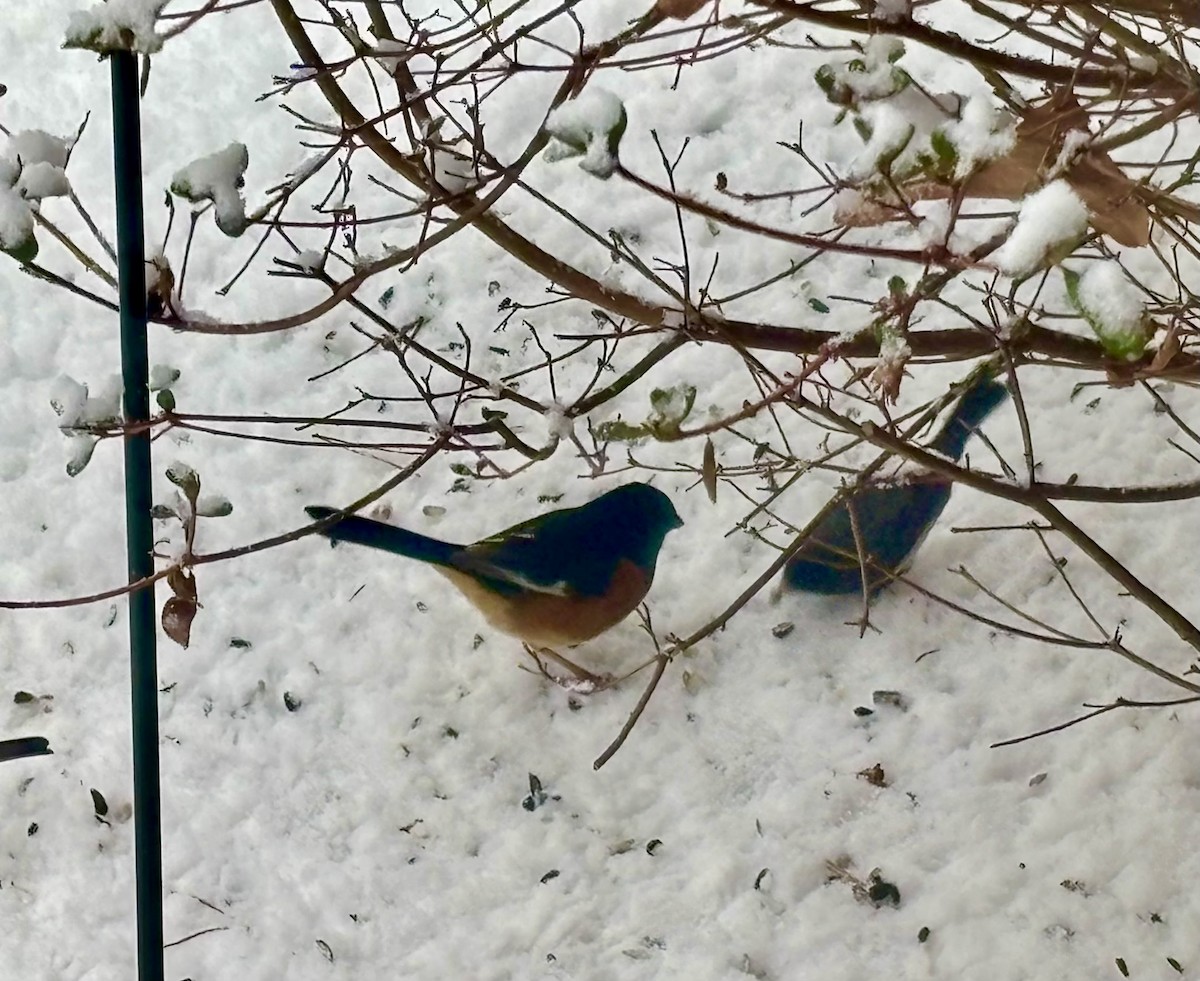 Красноглазый тохи - ML650500172