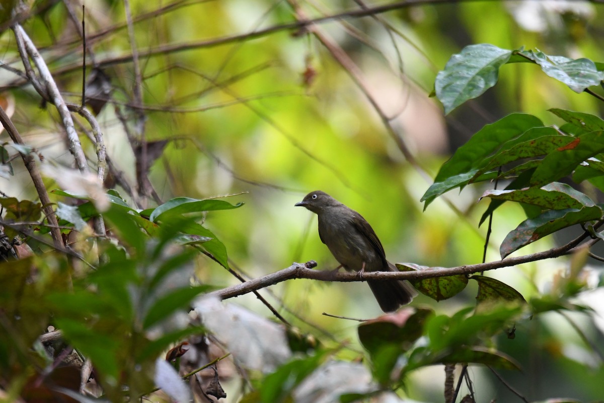 Bulbul Ojiblanco - ML650500209