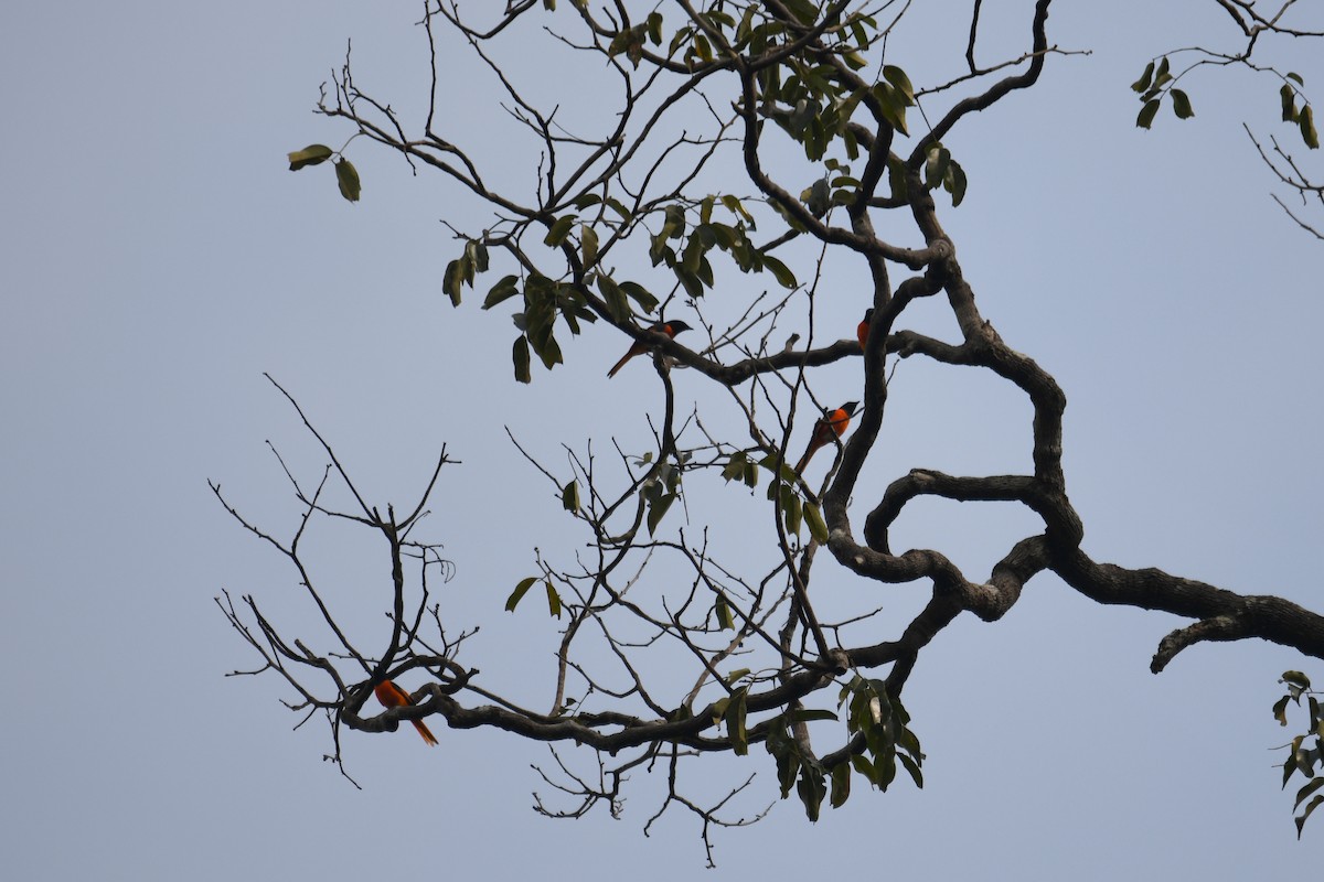Minivet Escarlata - ML650500226