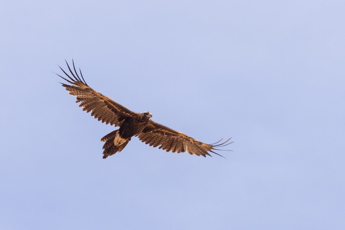 Wedge-tailed Eagle - ML650500298