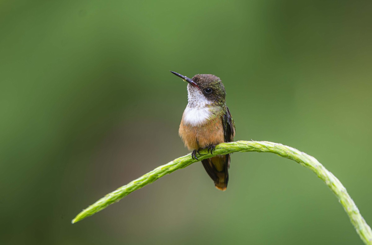 White-crested Coquette - ML650500304