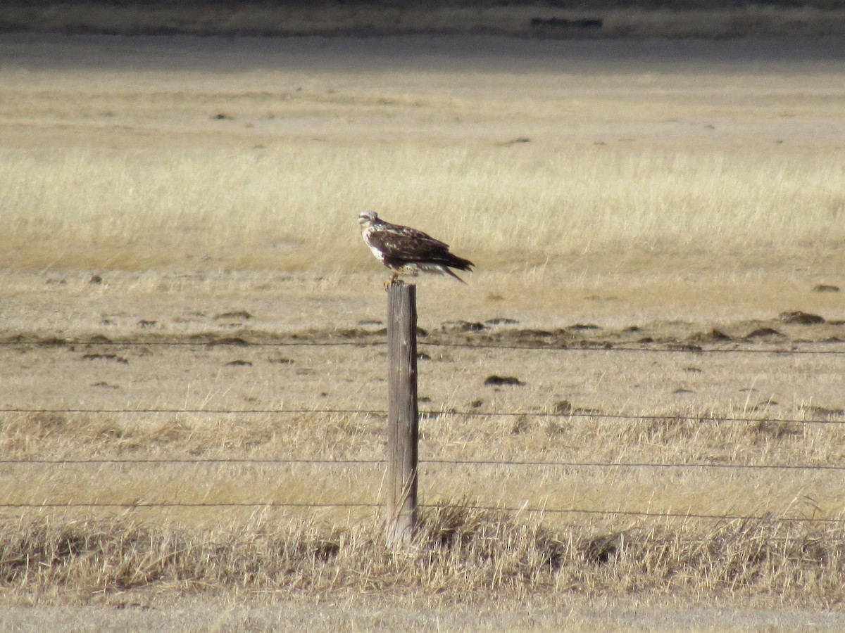 Poiana calzata - ML650500318