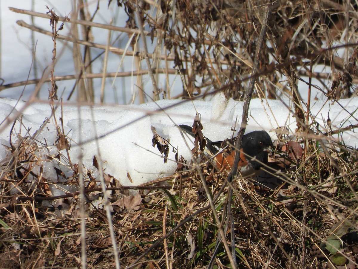 Красноглазый тохи - ML650500347