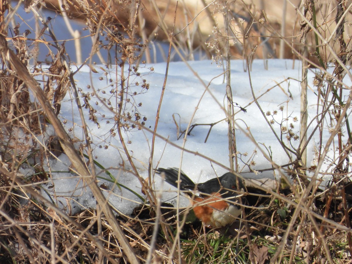 Красноглазый тохи - ML650500348