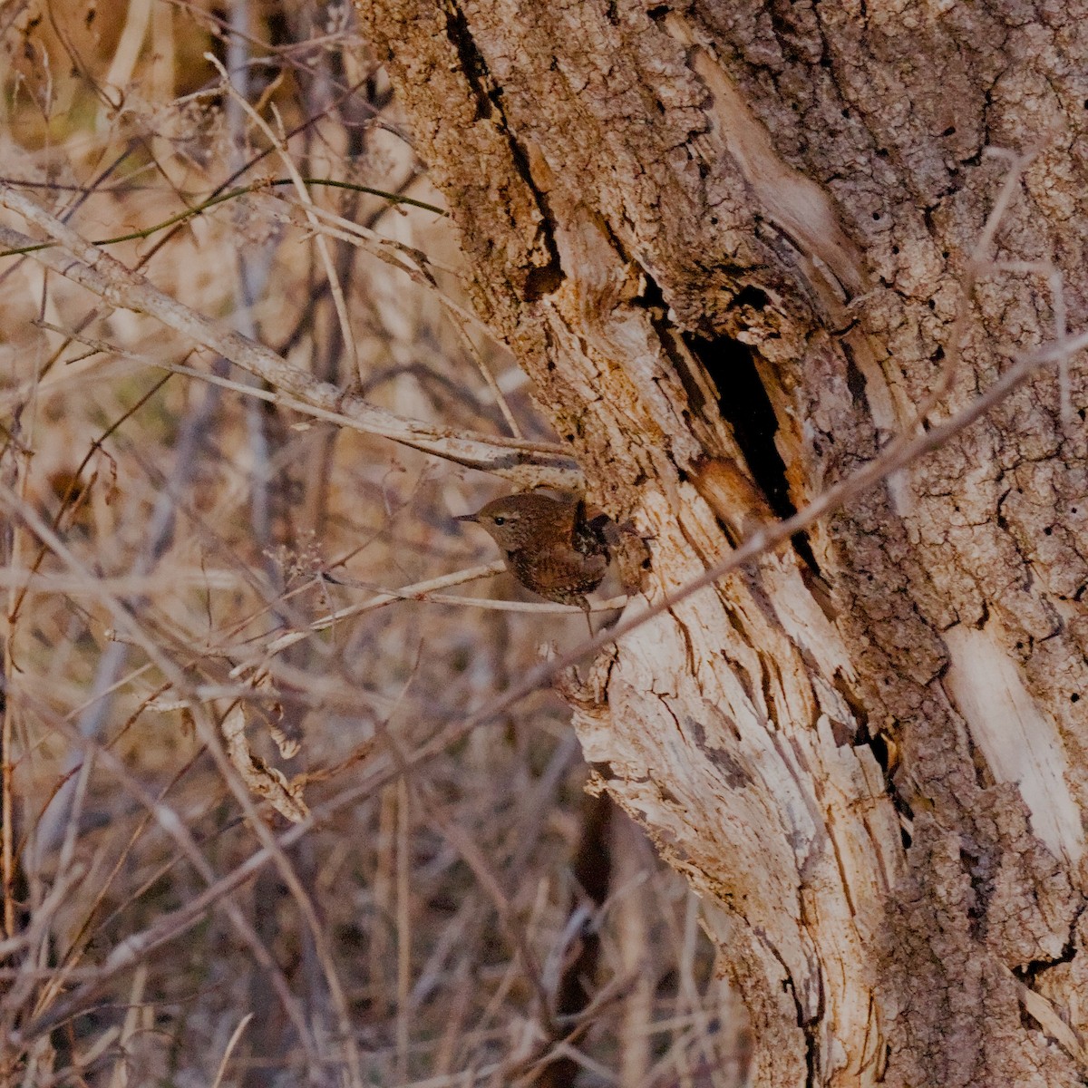 Winter Wren - ML650500410