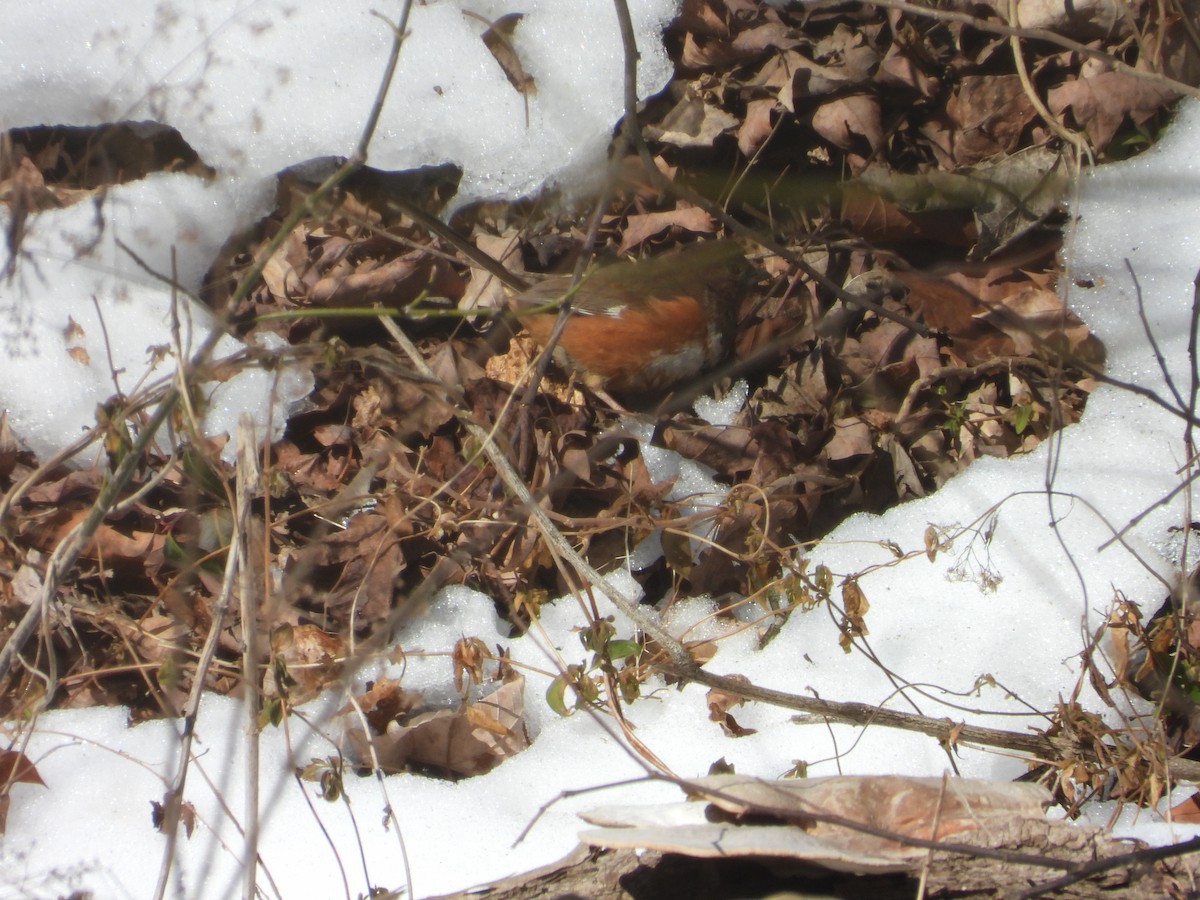 Красноглазый тохи - ML650500446