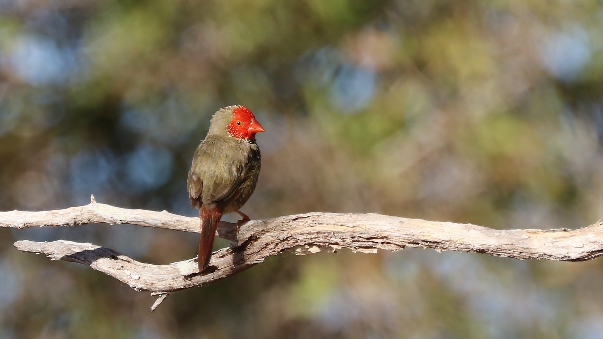 Star Finch - Rick Franks