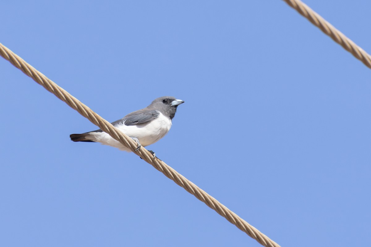 White-breasted Woodswallow - ML650500529