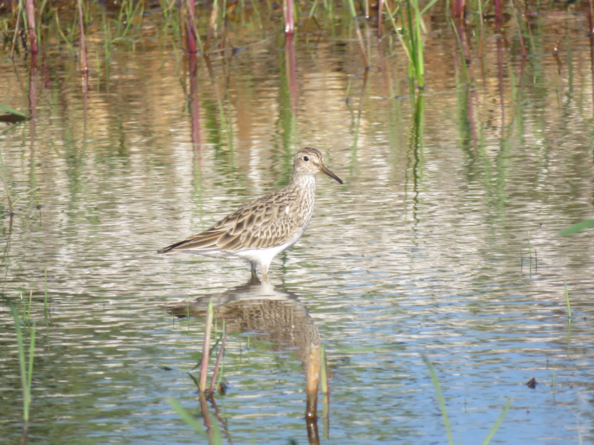 Txirri pektorala - ML650500594