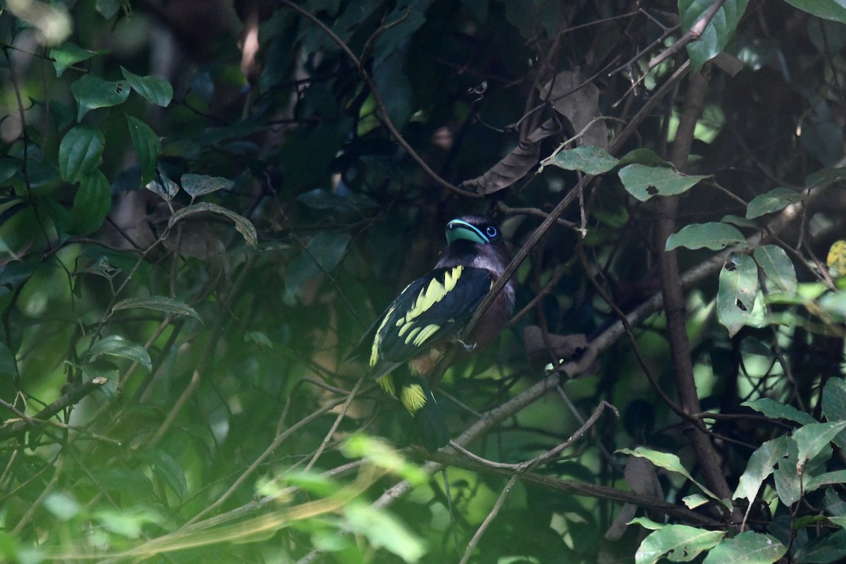 Eurilaimo Bandeado - ML650500614