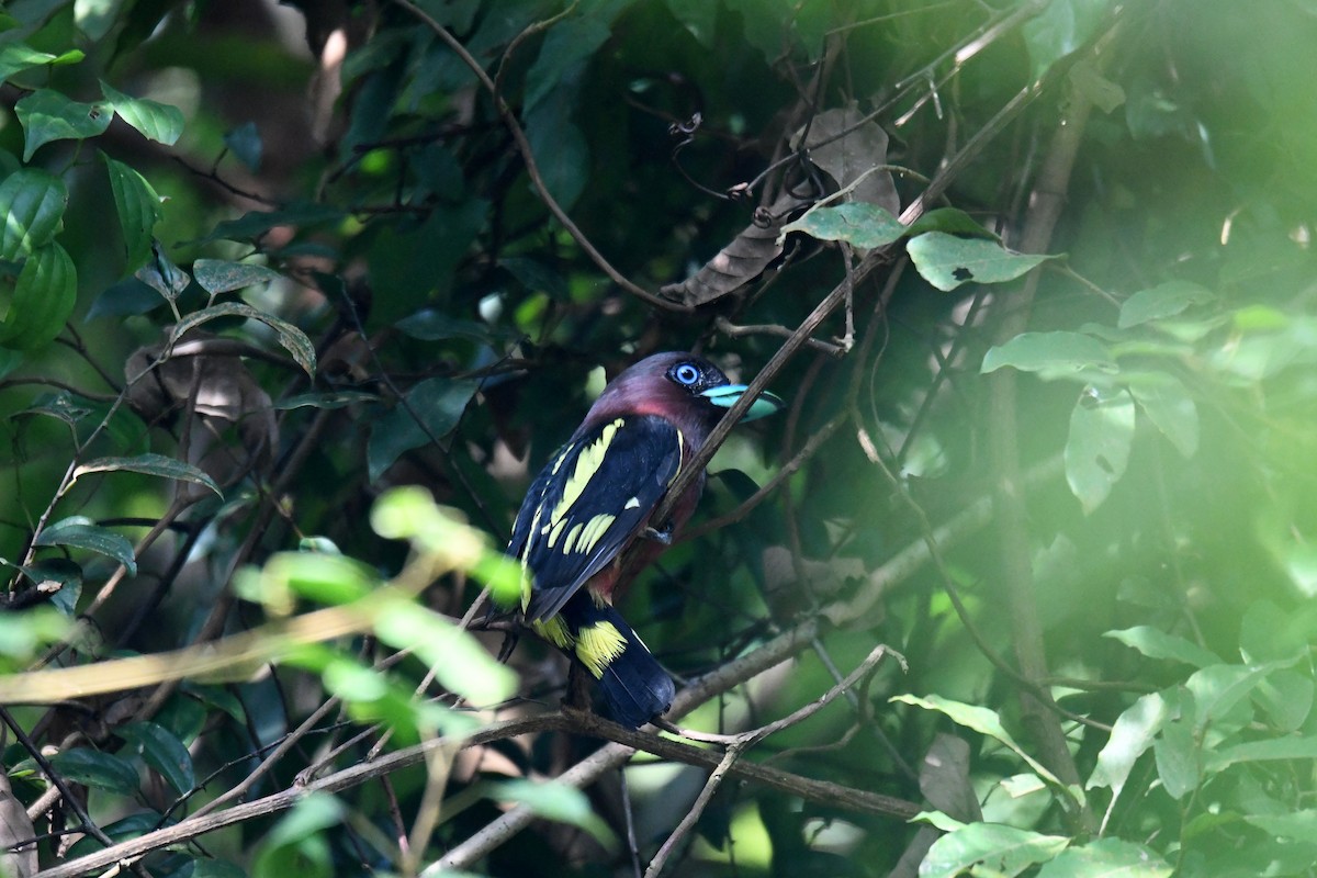 Eurilaimo Bandeado - ML650500615